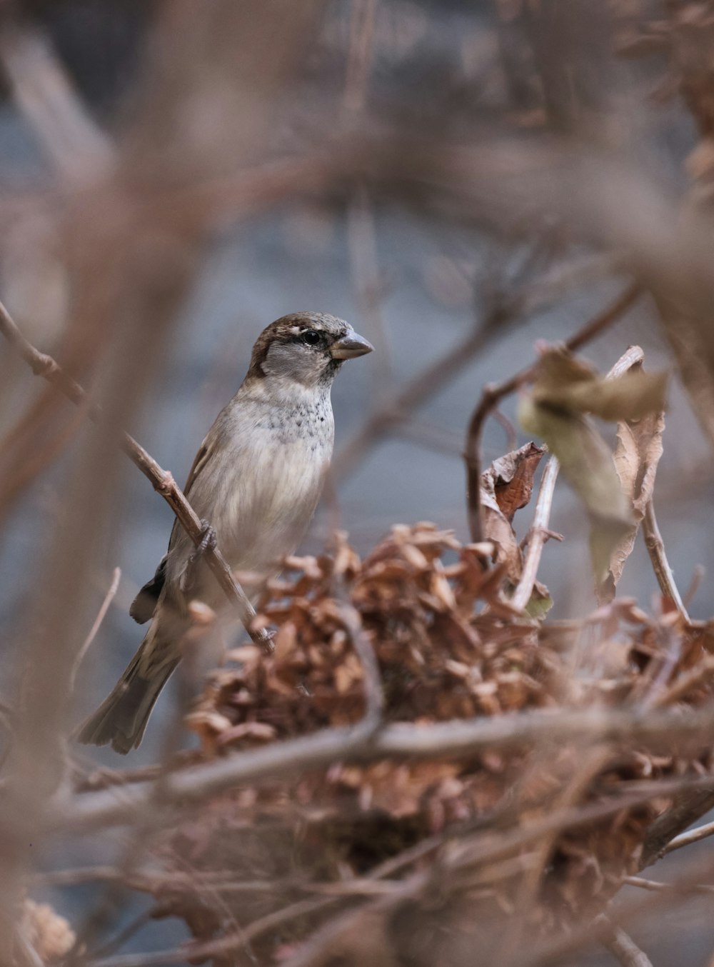 brown and white bird on brown dried leaves