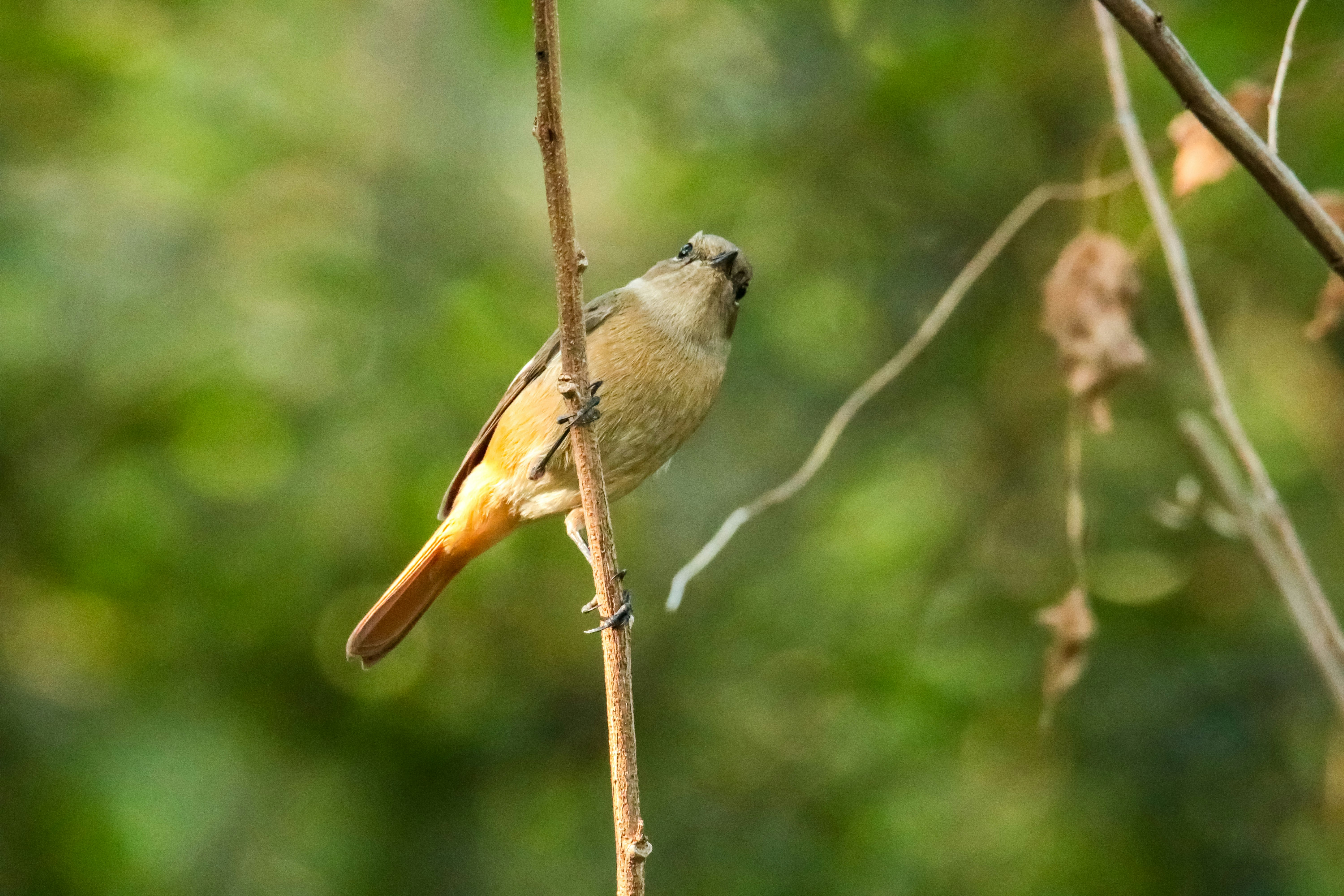 brown and gray bird on brown tree branch during daytime