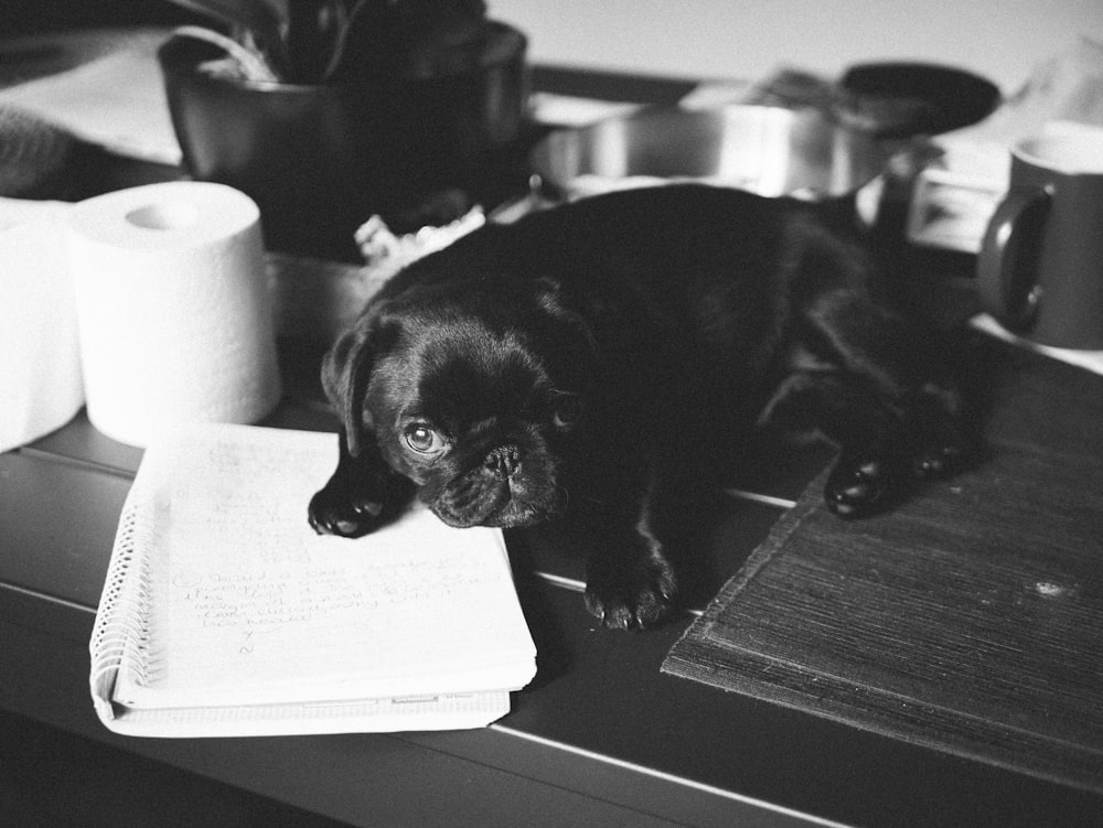 black pug puppy on white paper