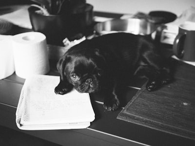 Black pug puppy sitting on a desk, part of a complete puppy training guide