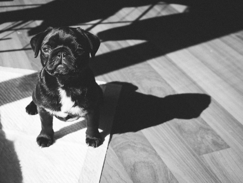 black pug on white textile