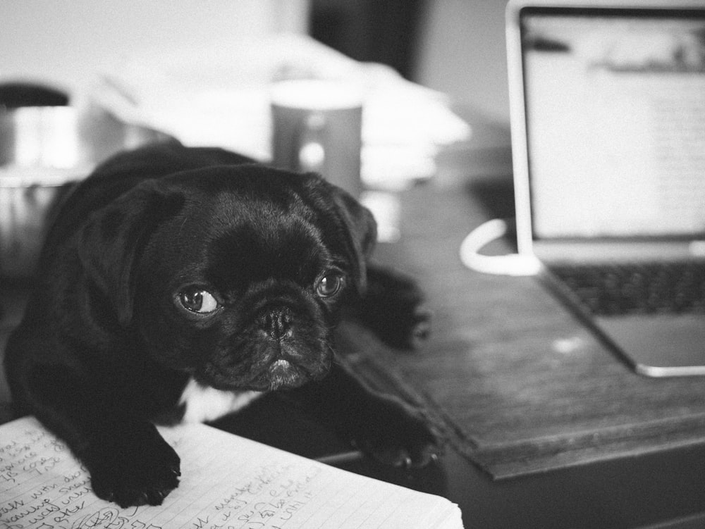 black pug puppy on white printer paper