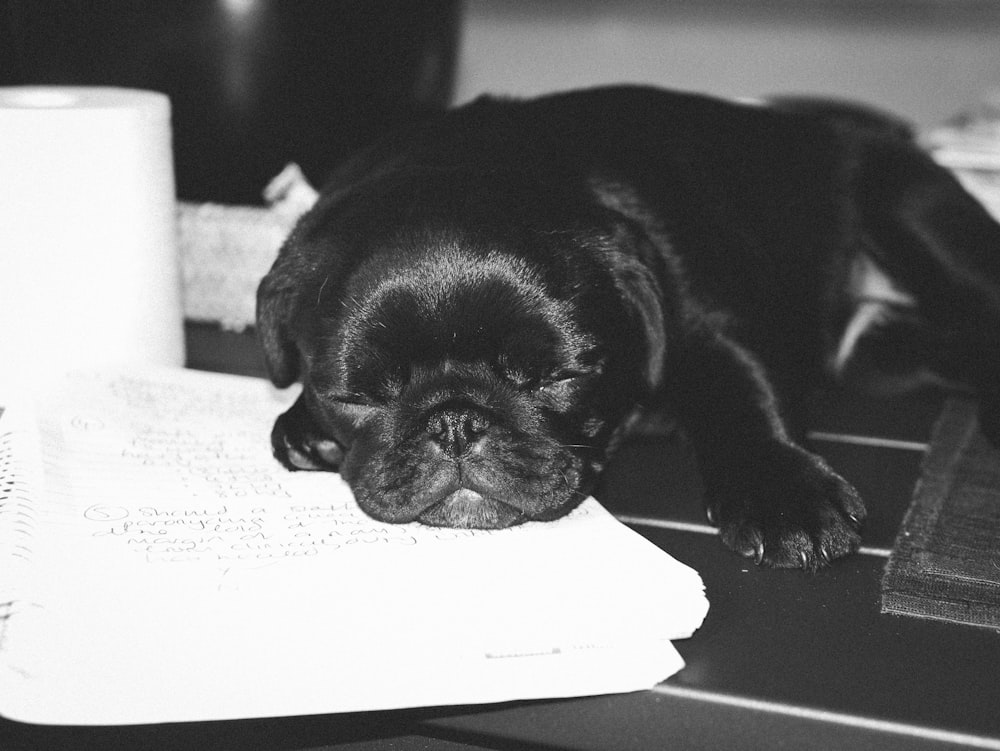 black pug puppy on white textile