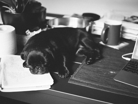 A small black dog, likely a pug, is sleeping on a desk with its head resting on an open notebook. Surrounding the dog are various items including a roll of paper towels, a mug, some stacked papers, and part of a laptop. The image is in black and white, giving it a classic and calm feel.
