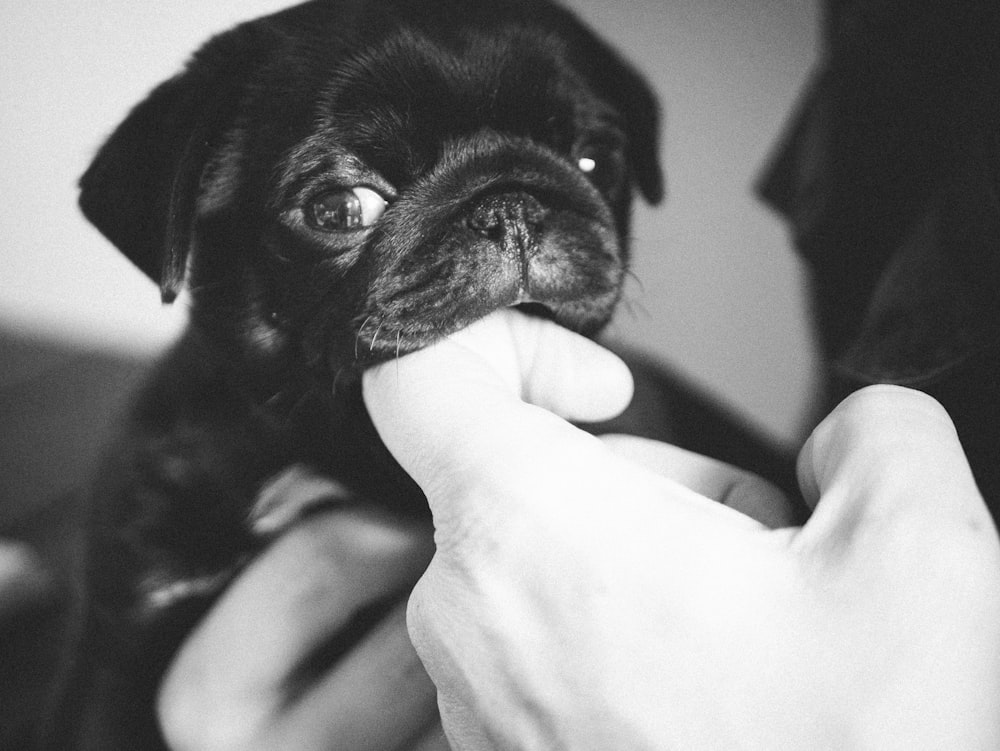 grayscale photo of pug puppy