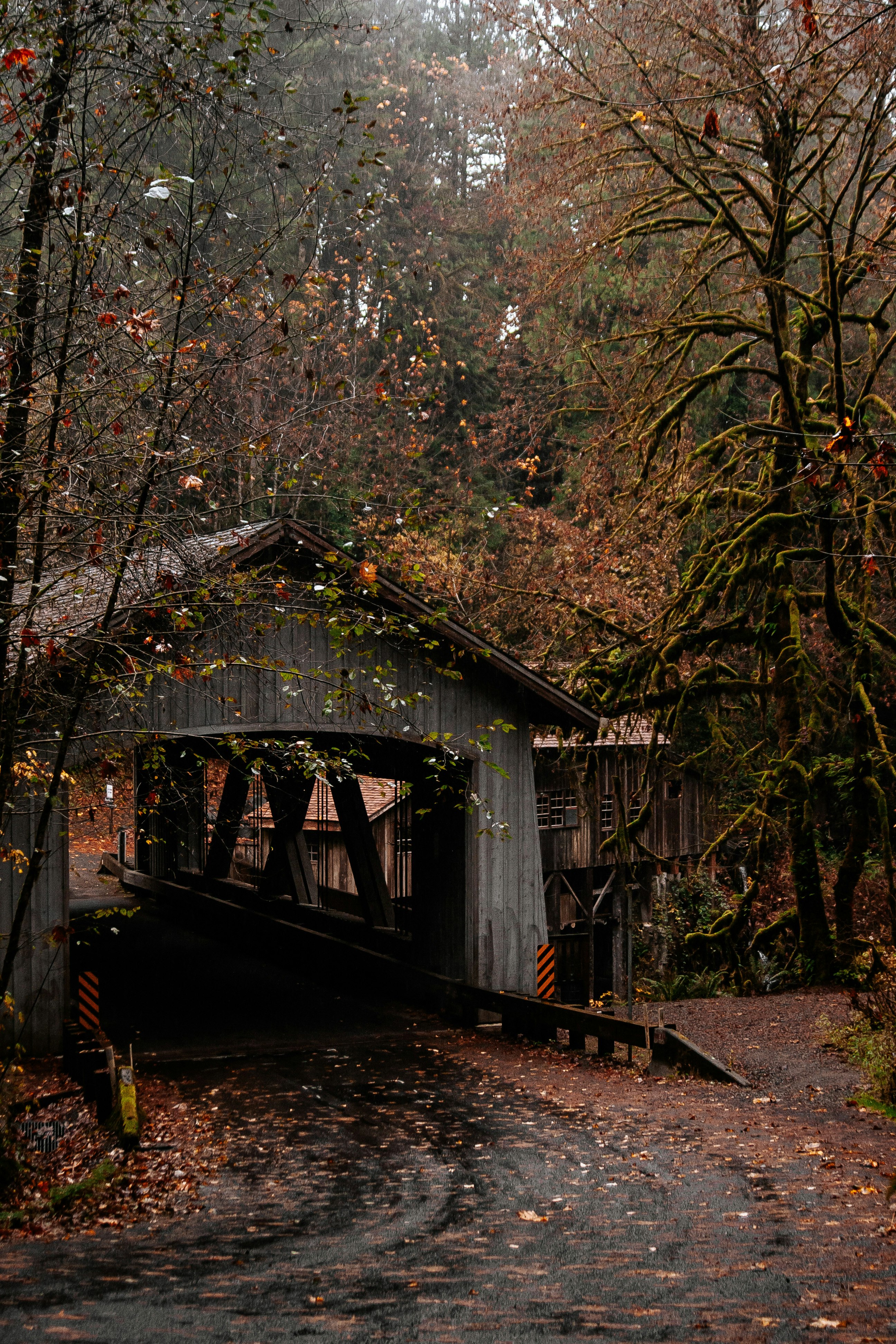 brown wooden house in the middle of forest