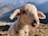 A close-up of a young, fluffy lamb with a soft, cream-colored fleece and big eyes standing outdoors. In the background are mountains with a clear blue sky, indicating a mountainous landscape setting. Sunlight gently illuminates the lamb, casting soft shadows.