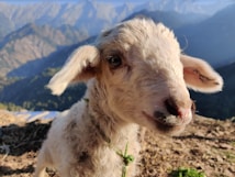 A close-up of a young, fluffy lamb with a soft, cream-colored fleece and big eyes standing outdoors. In the background are mountains with a clear blue sky, indicating a mountainous landscape setting. Sunlight gently illuminates the lamb, casting soft shadows.