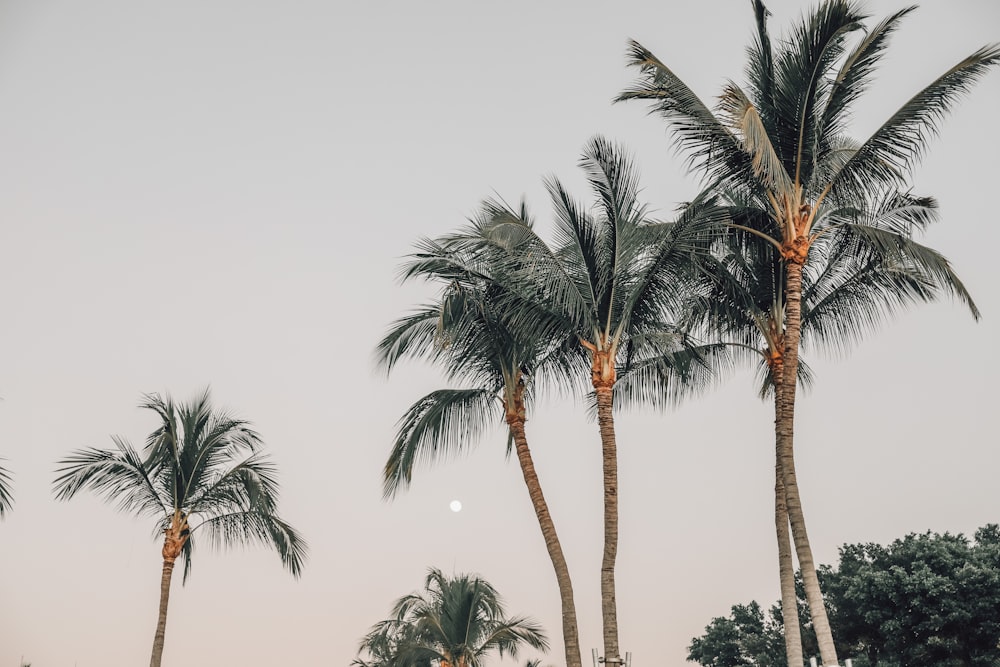 green palm tree under white sky during daytime