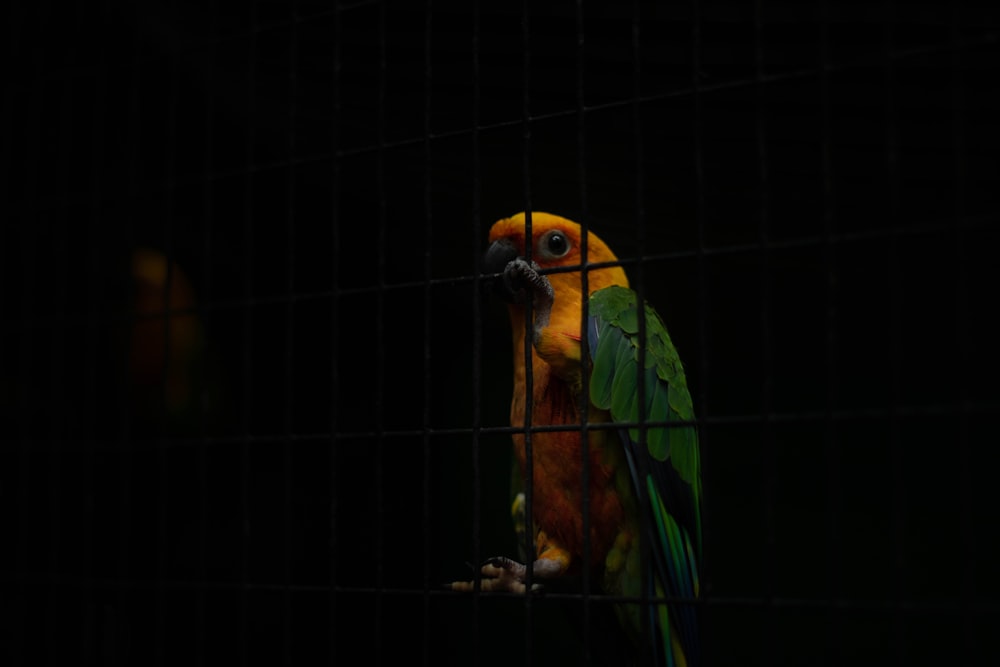 yellow green and blue bird in cage