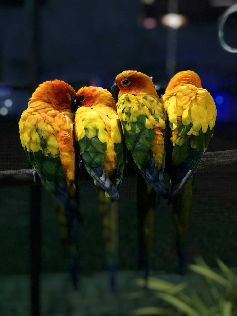 orange green and blue birds