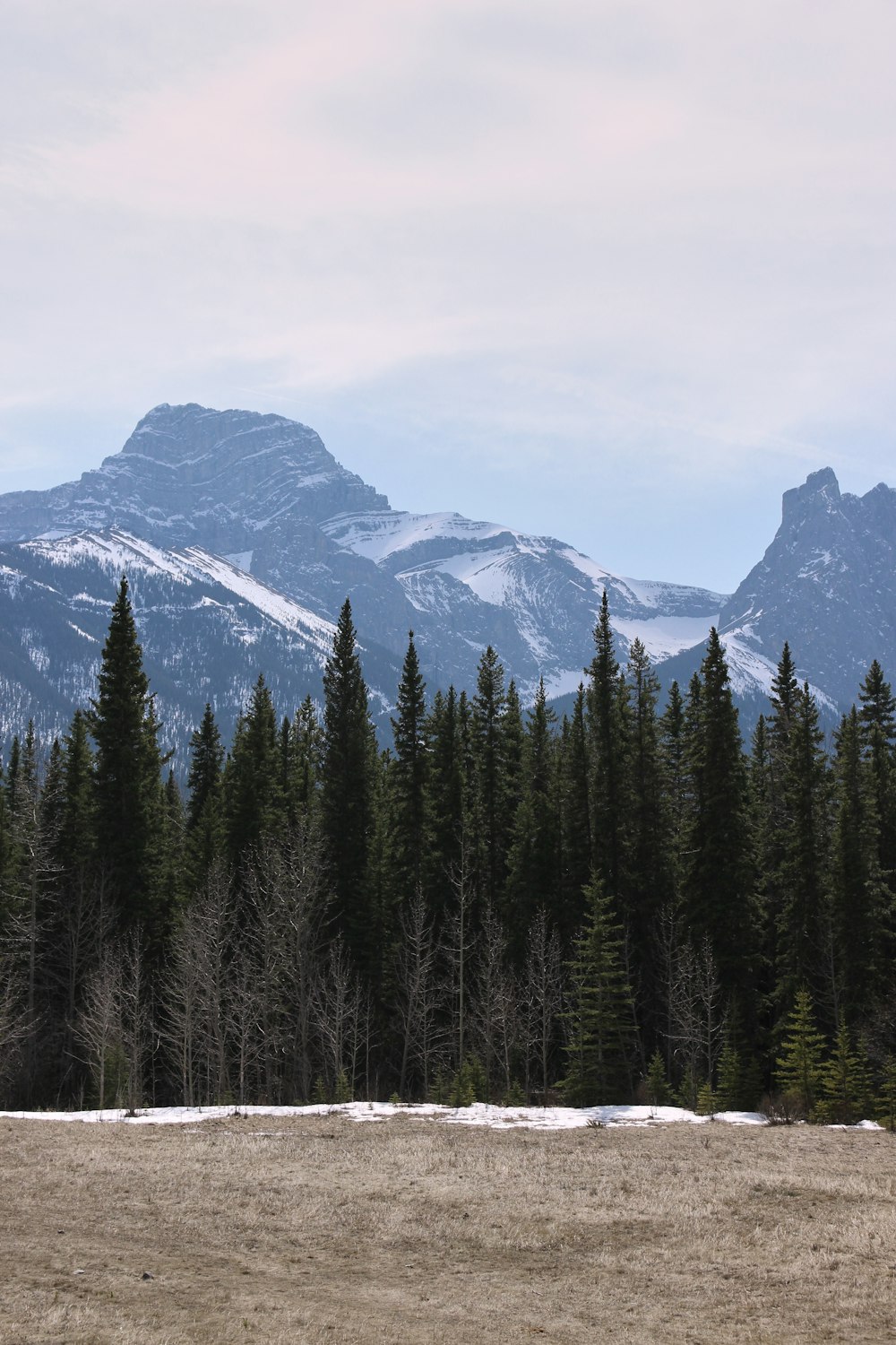 green pine trees near snow covered mountain during daytime