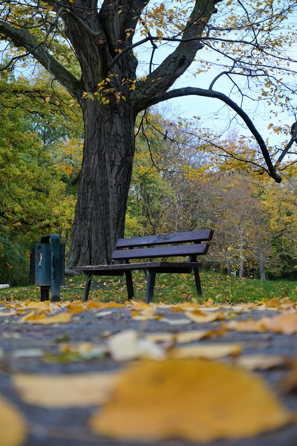 brown wooden bench under green trees during daytime