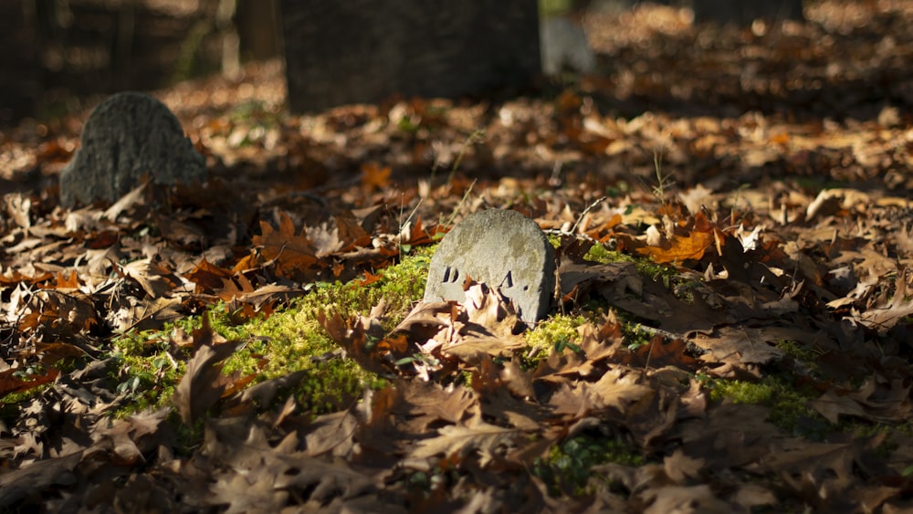 dried leaves on ground during daytime