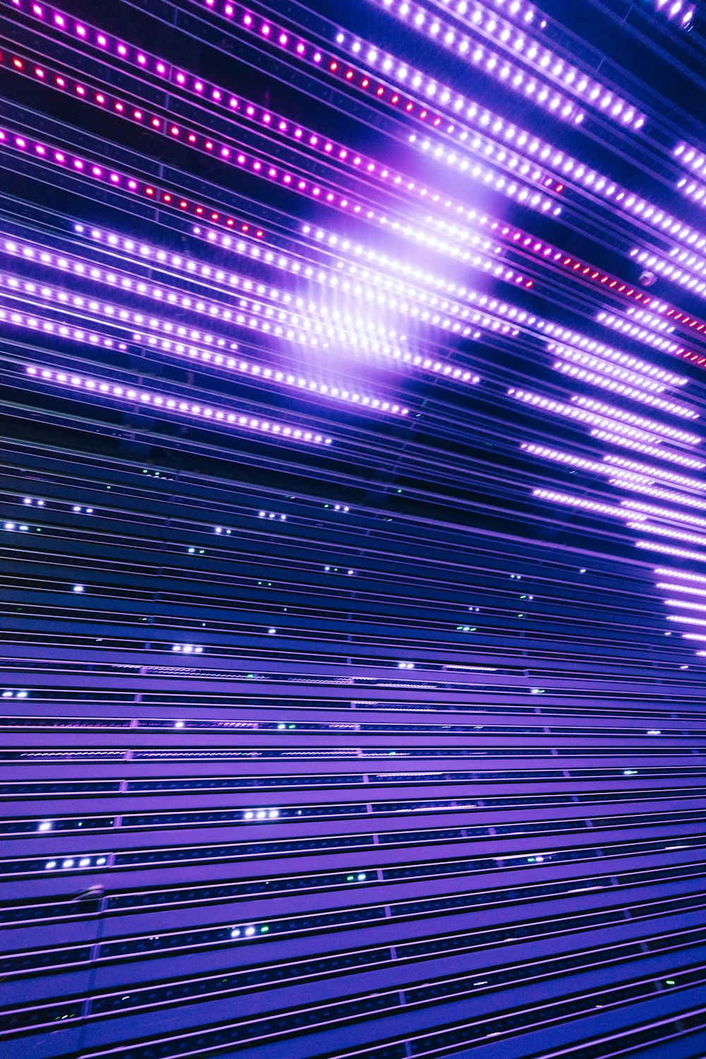 purple and blue light digital wallpaper