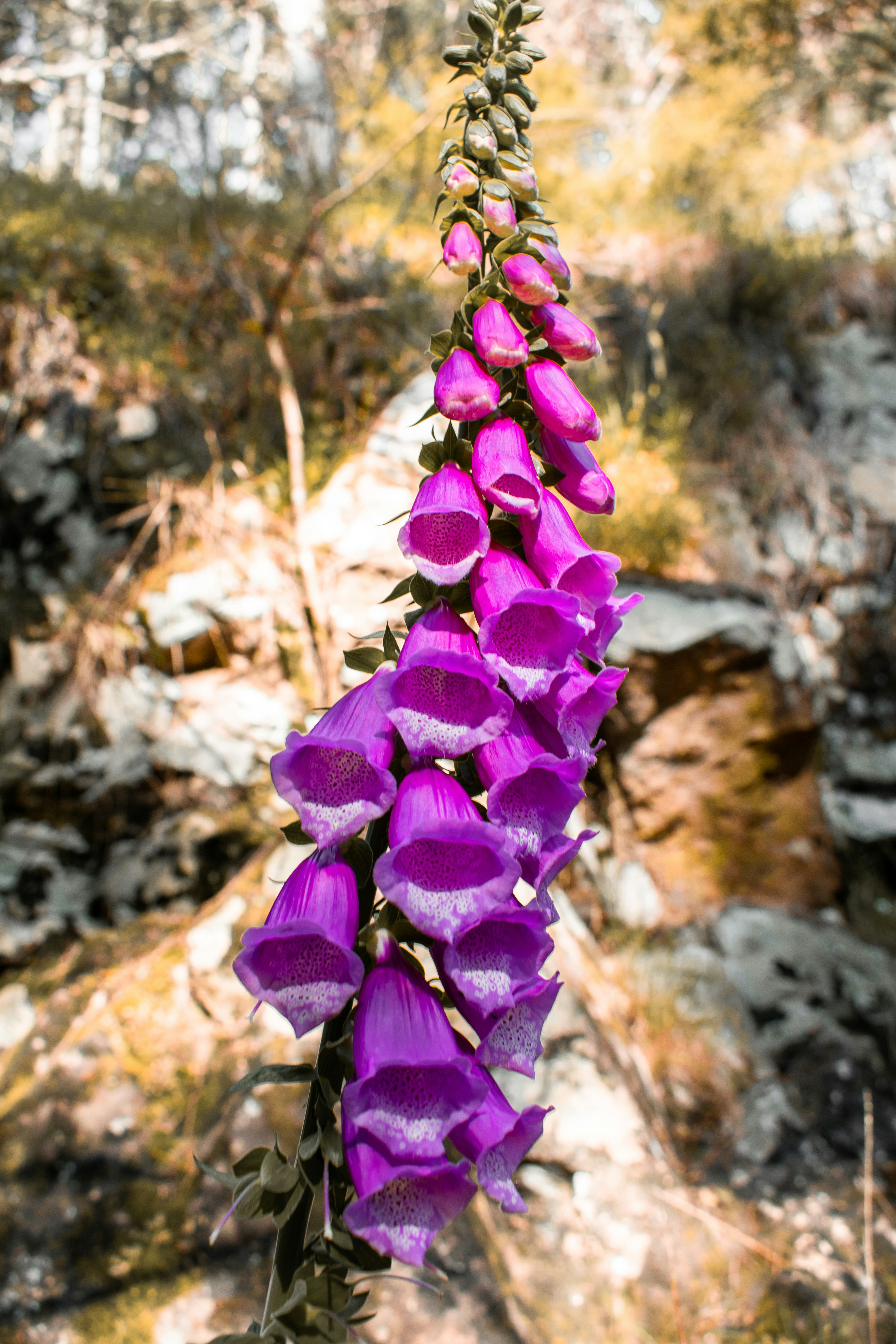 Purple flower on brown rock photo Free New zealand Image on Unsplash