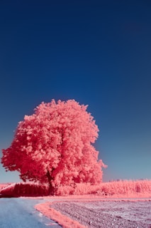 pink and white trees under blue sky during daytime