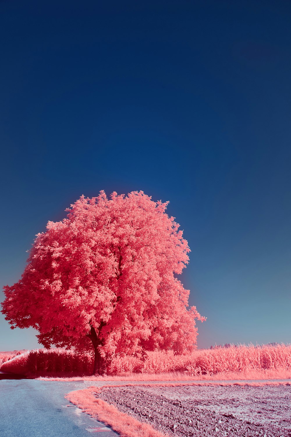 昼間の青空にピンクと白の木々