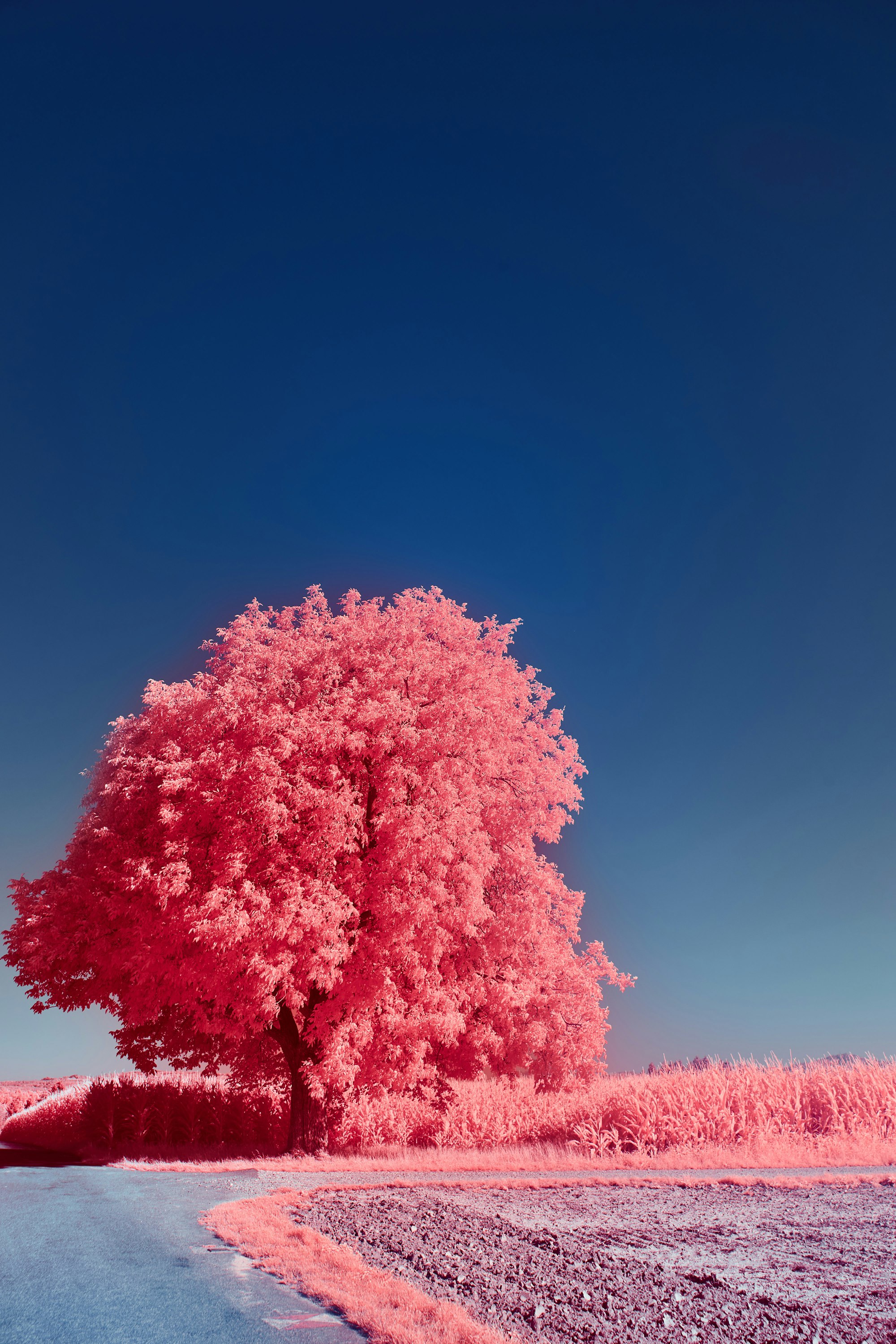 An amazingly pink tree