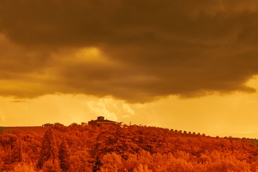 brown trees under cloudy sky during daytime