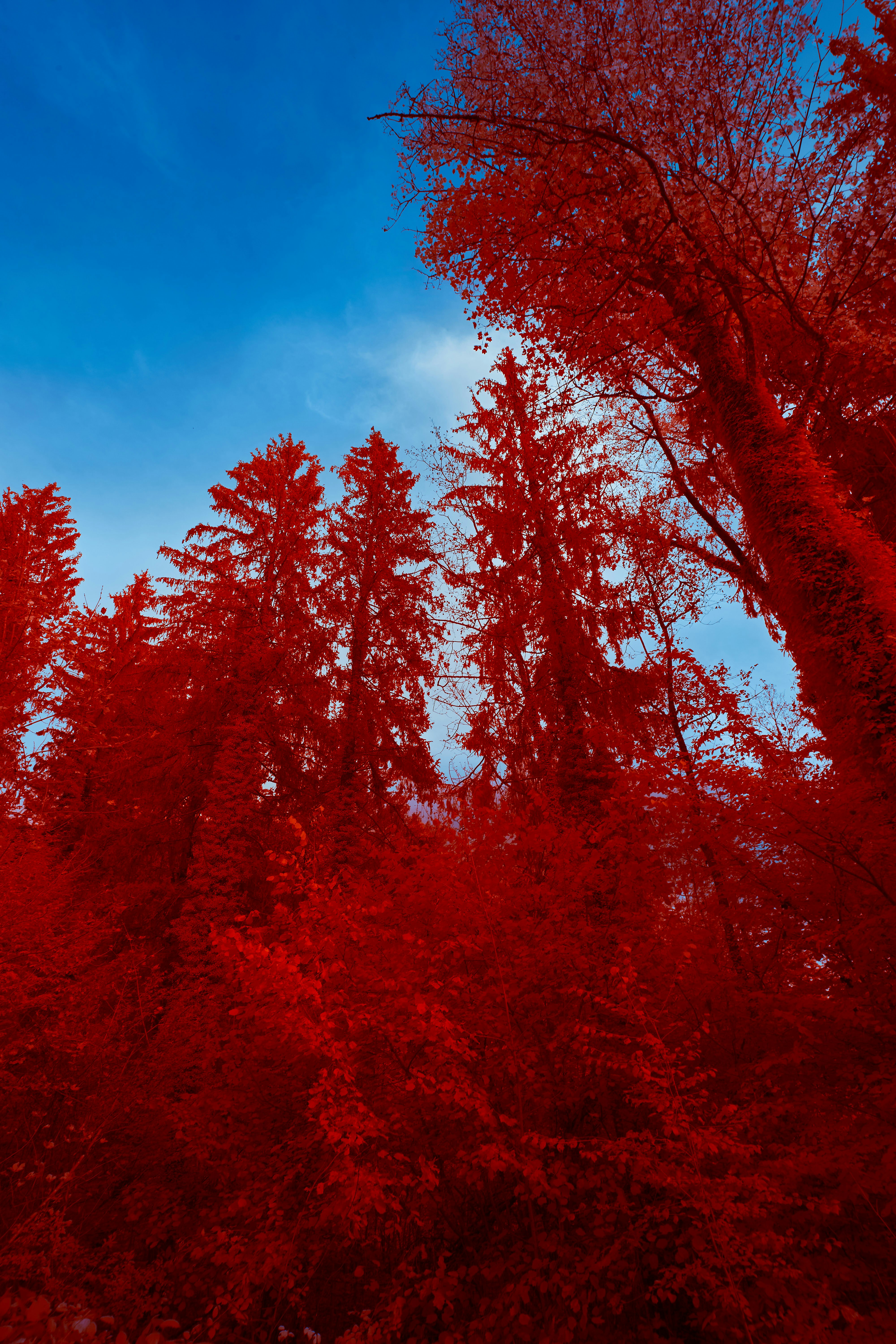 青空の下の紅葉の木の写真 Unsplashで見つける木の無料写真