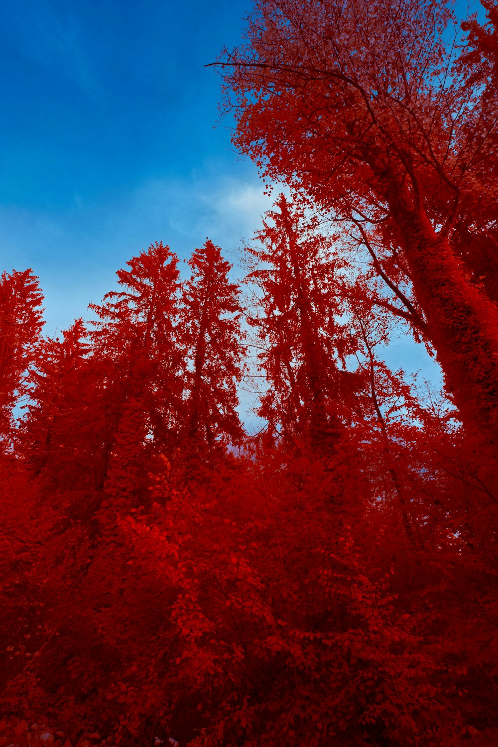 rote Blattbäume unter blauem Himmel