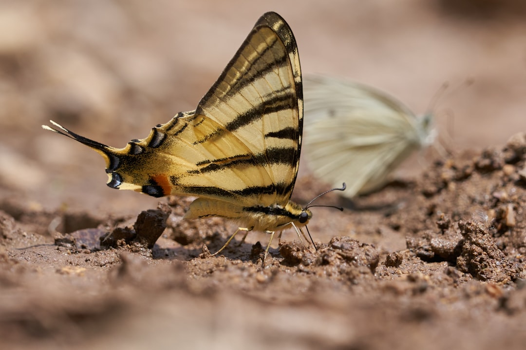 yellow and black butterfly on brown soil