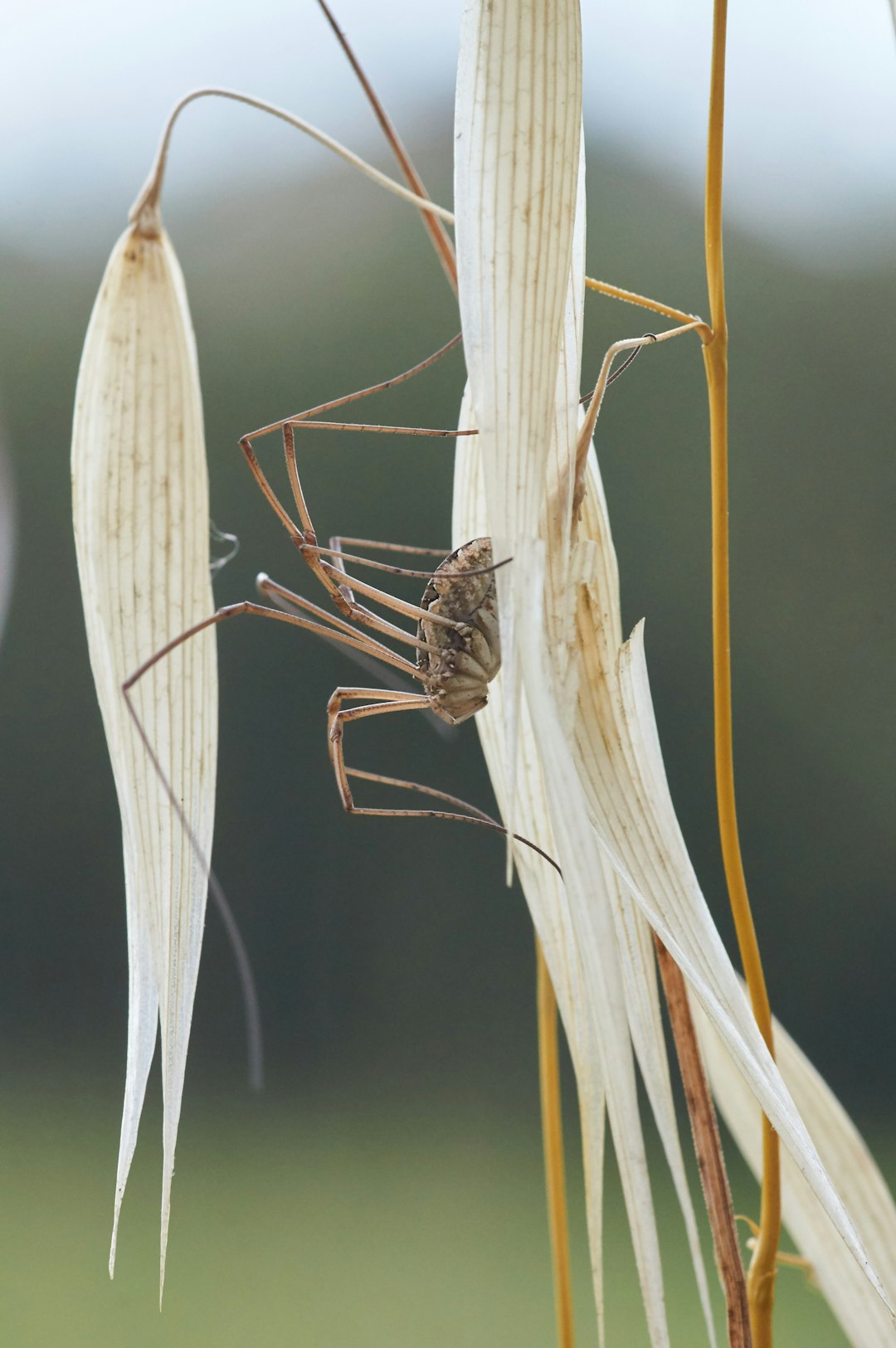 brown spider on brown wheat