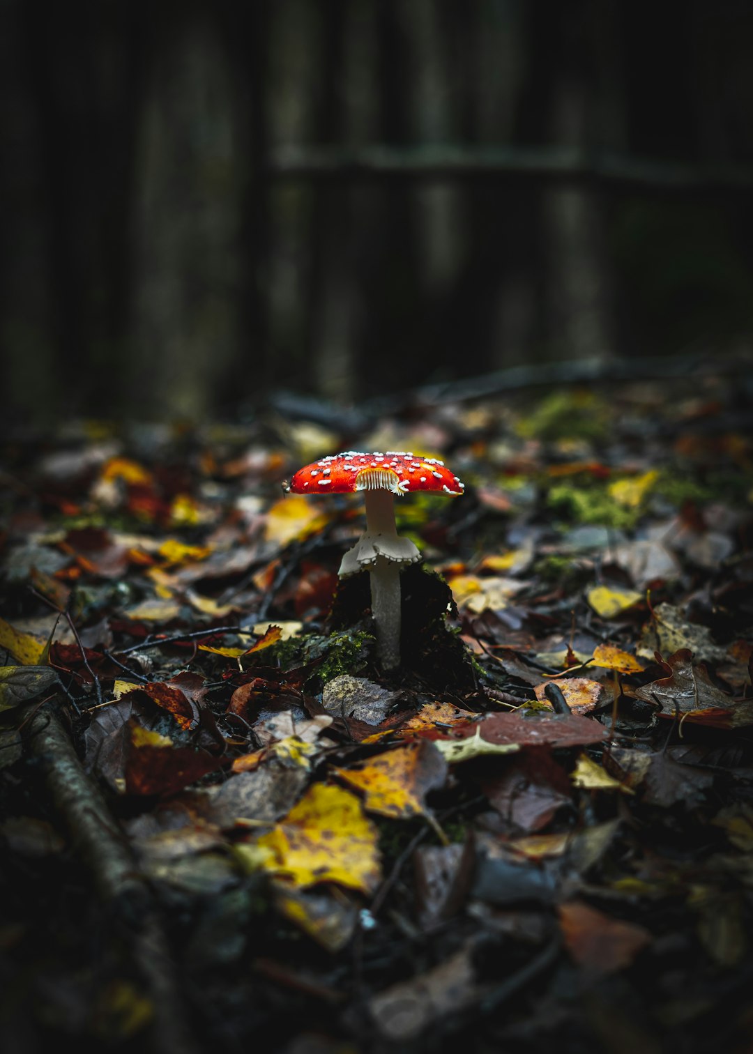 red and white mushroom on ground