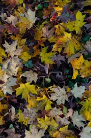 brown and yellow maple leaves on ground