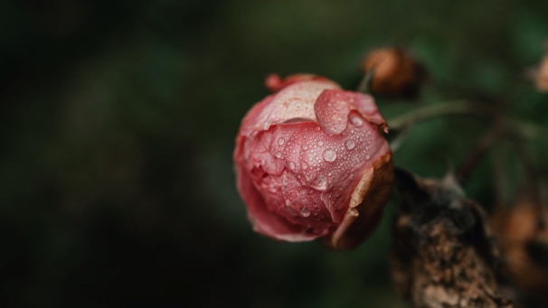 Close-up photo of a soft pink peony with dew drops in early morning light.