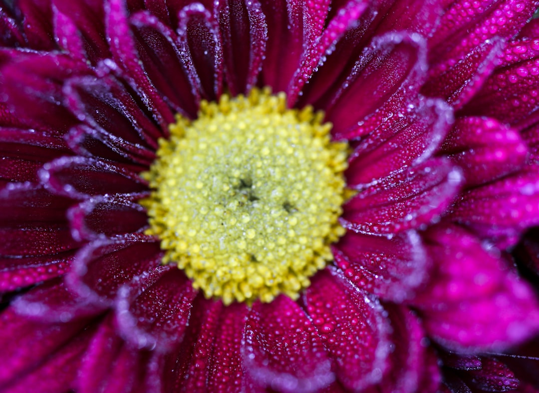 pink flower in macro shot