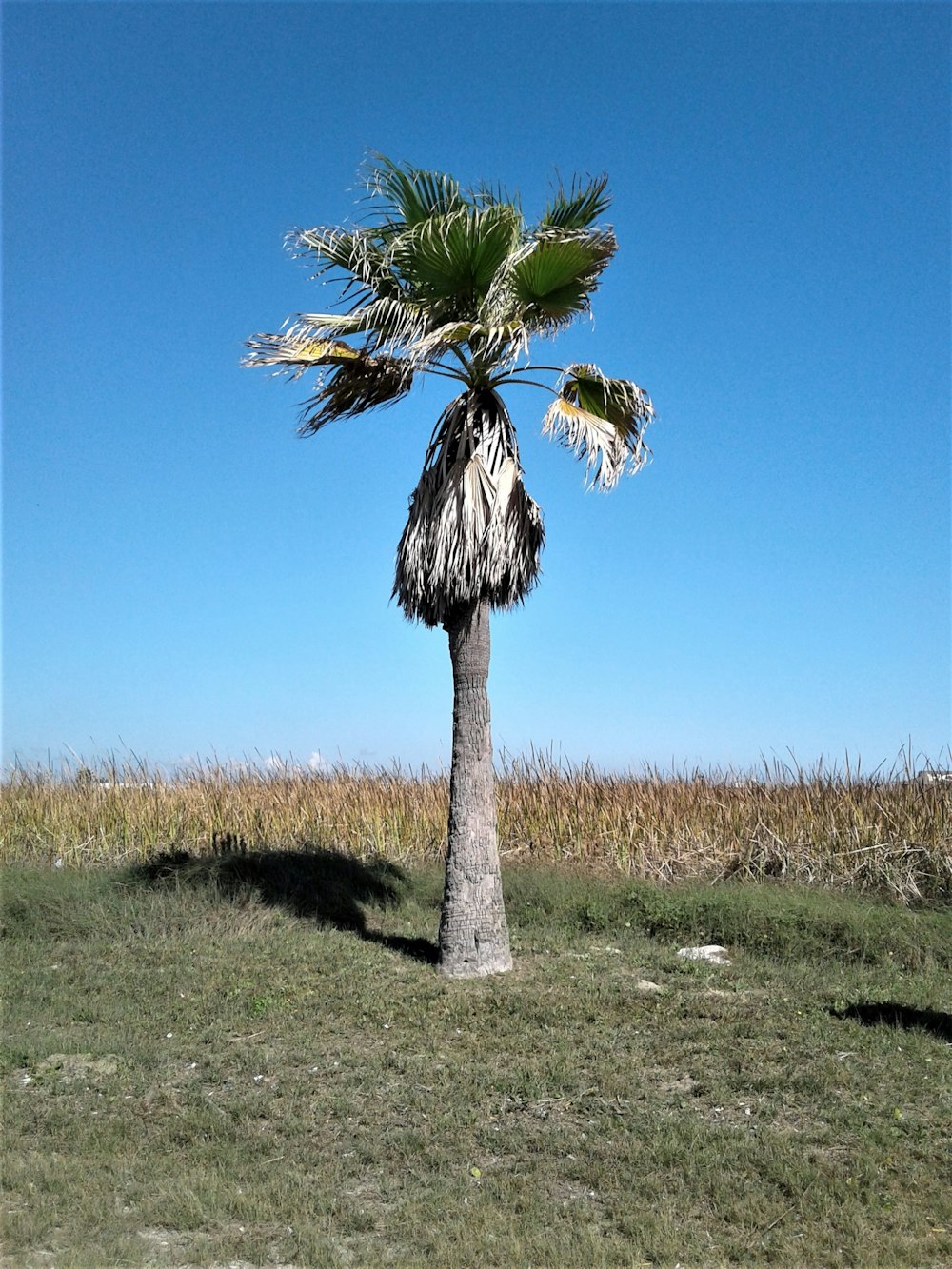 green palm tree on green grass field under blue sky during daytime