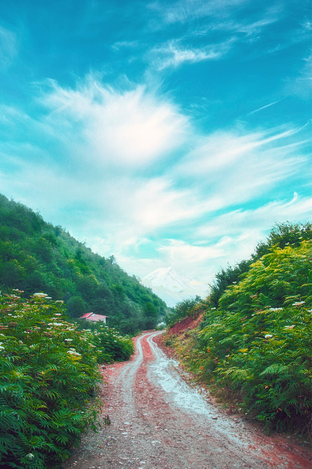 árboles verdes en la montaña bajo el cielo azul durante el día