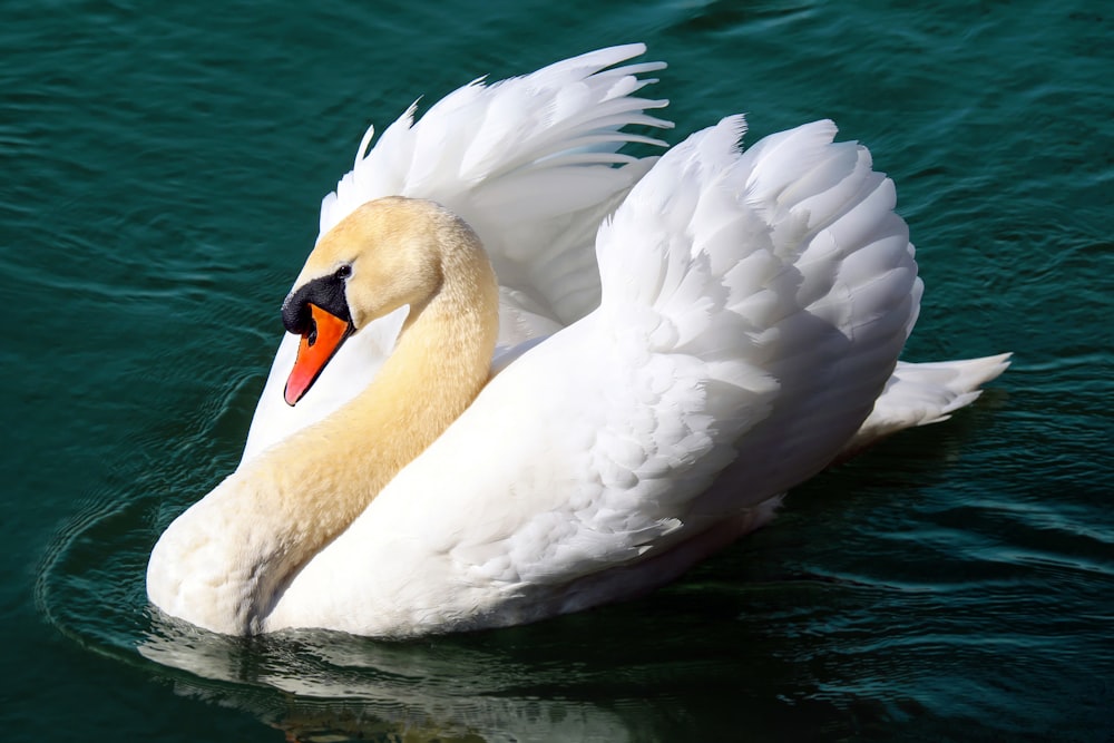 white swan on water during daytime