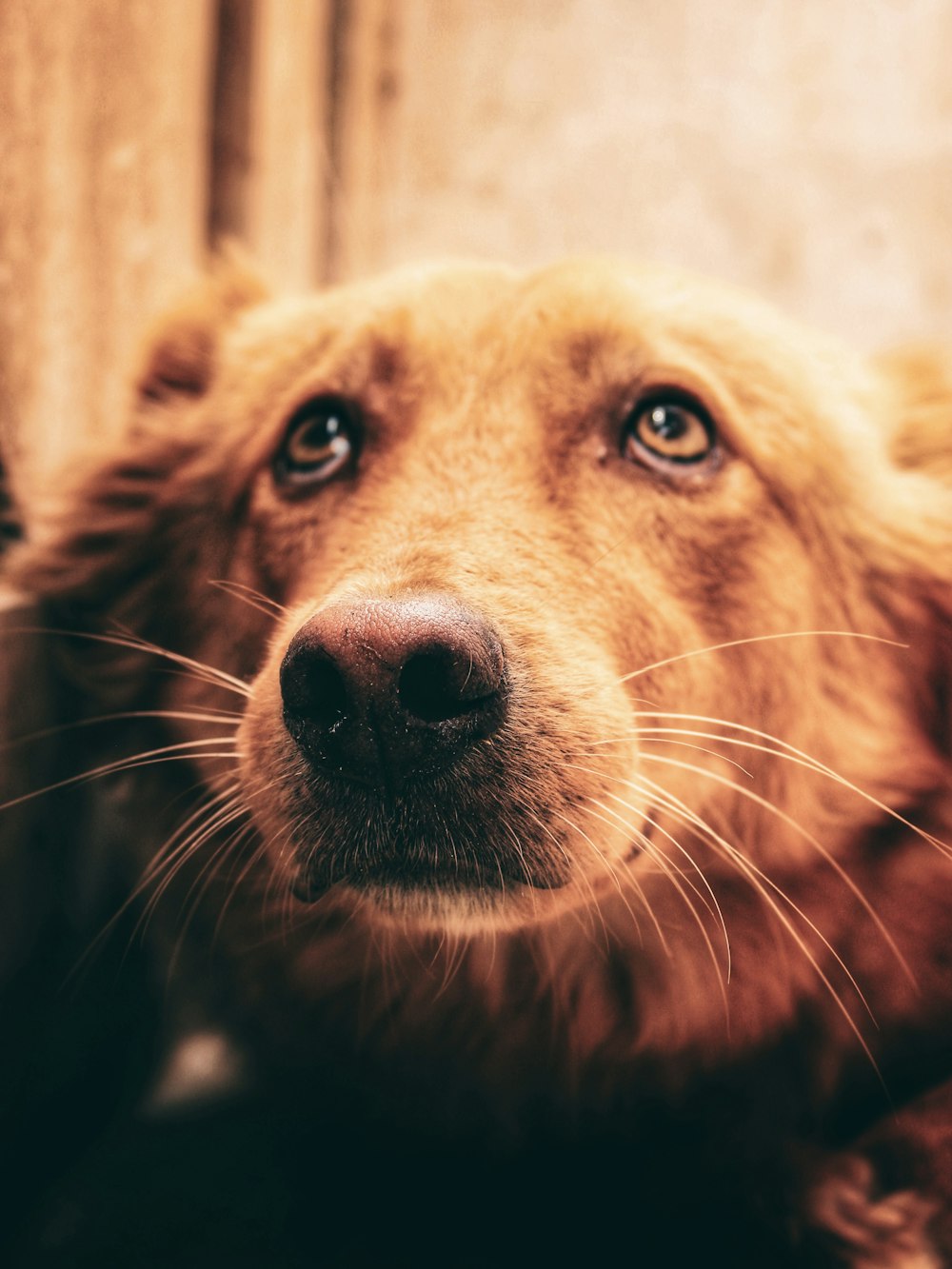 golden retriever in close up photography