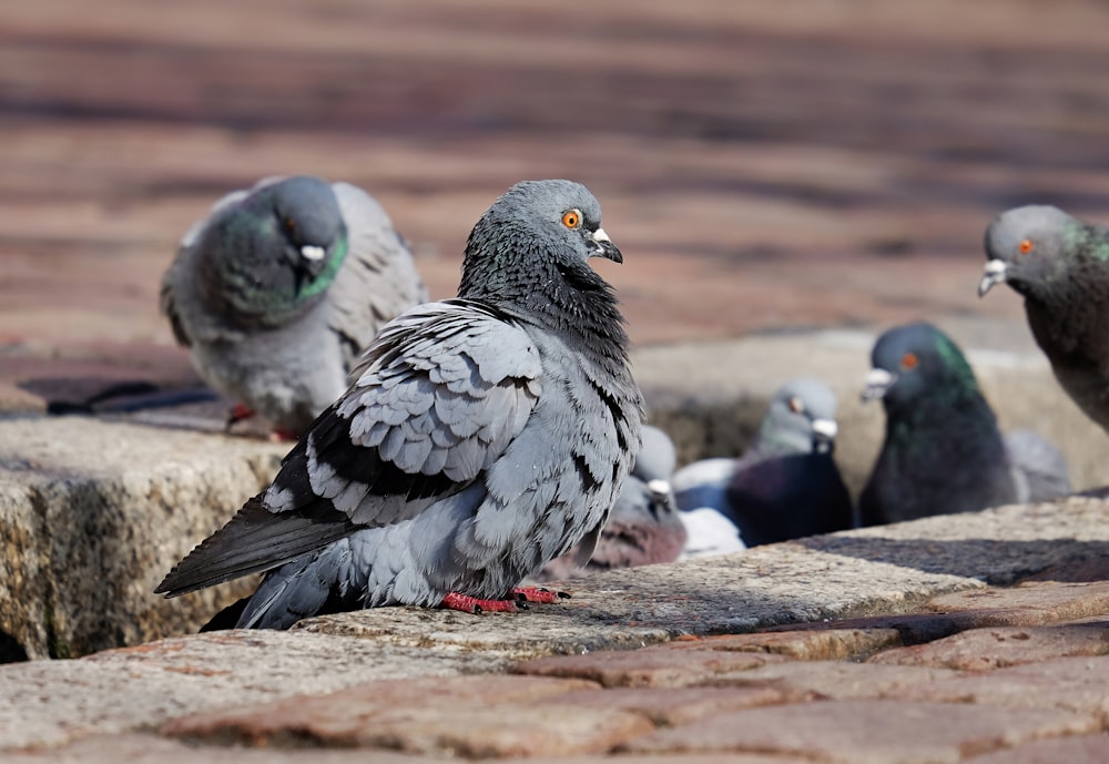 gray and black birds on brown wooden table