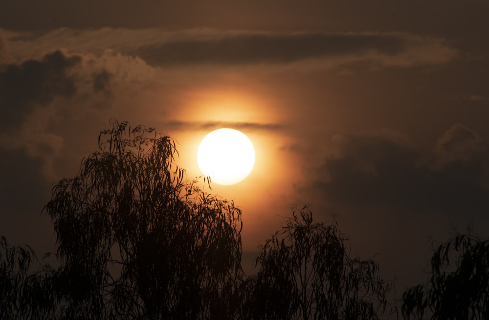 silhouette of trees during sunset