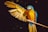 yellow blue and green parrot