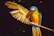 yellow blue and green parrot