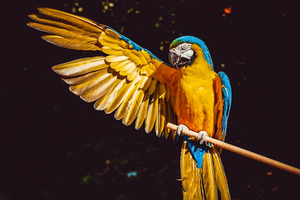 Parrot, blue head, gold and orange body, blue and gold wing and tailfeathers, extending one wing, dark background