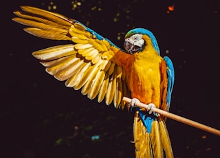 yellow blue and green parrot