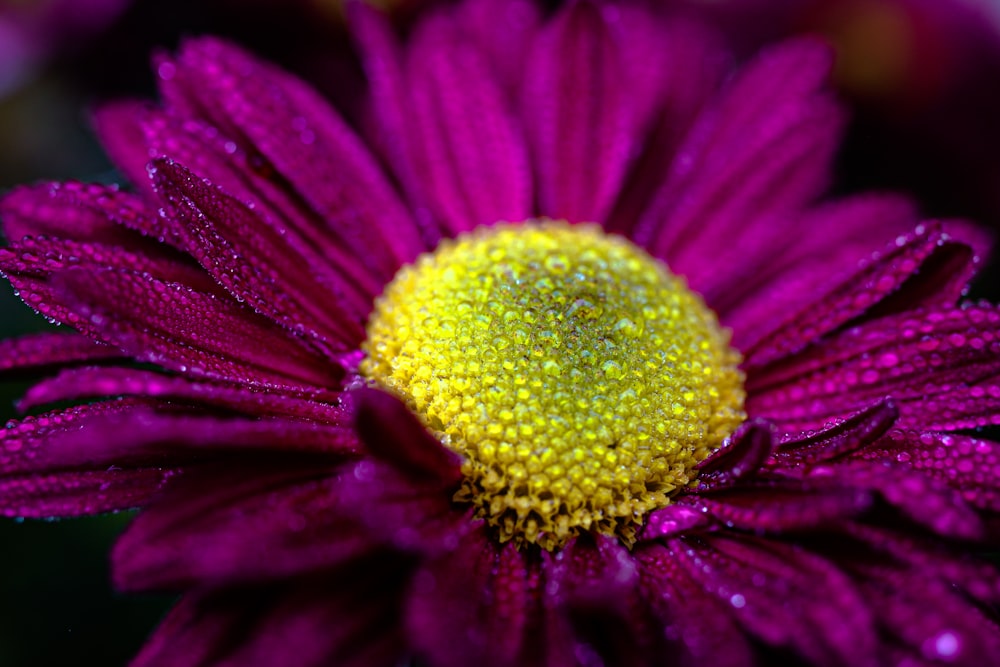 purple flower in macro lens