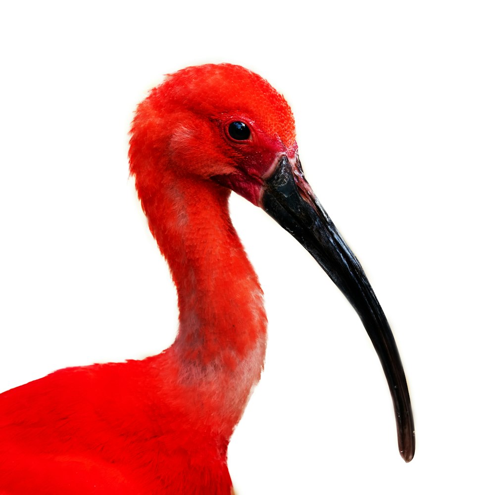 red bird with long beak