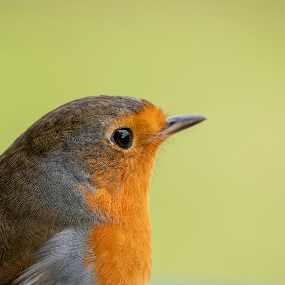 brown and gray bird on tree branch