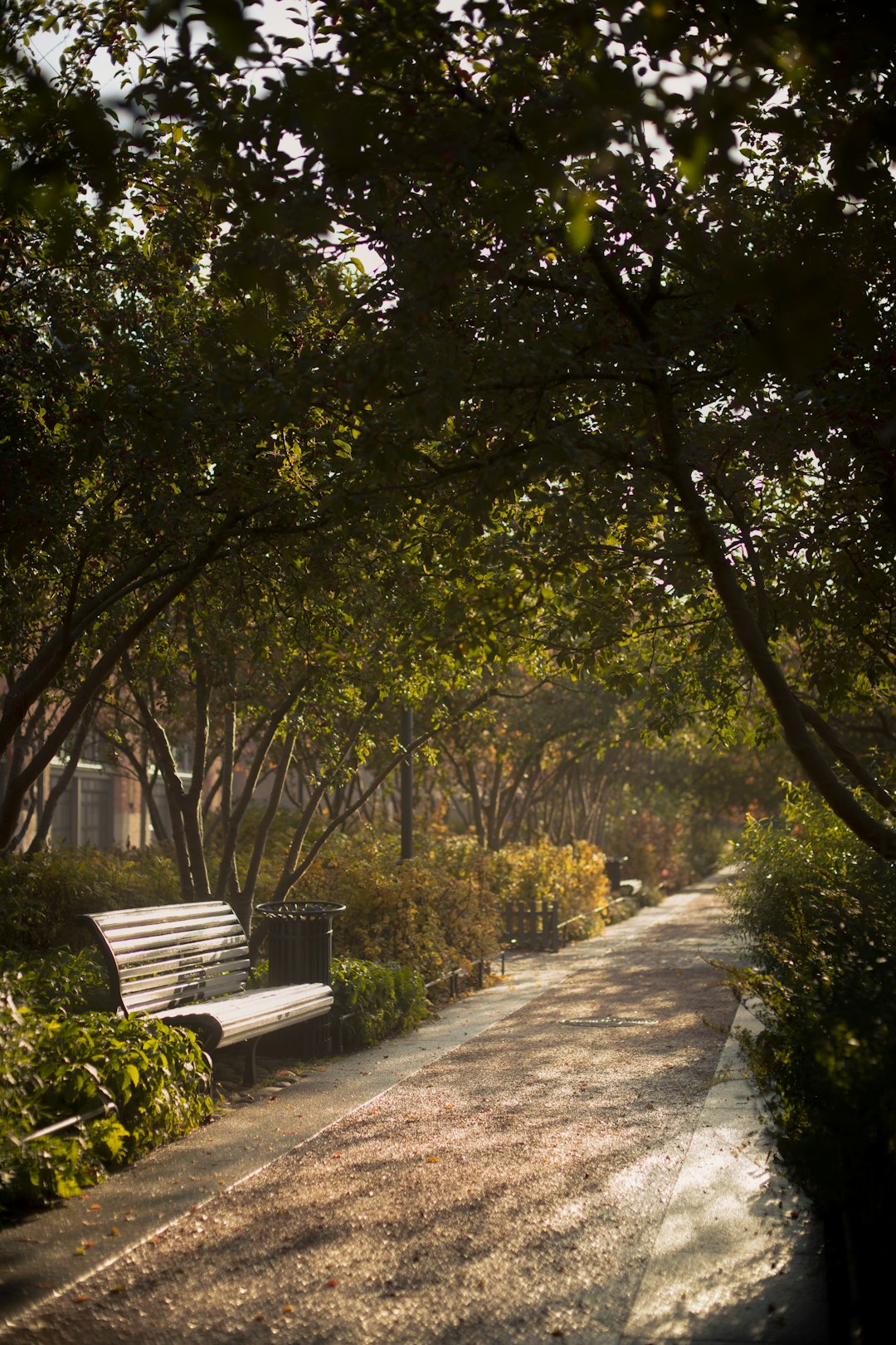 green trees beside gray concrete pathway