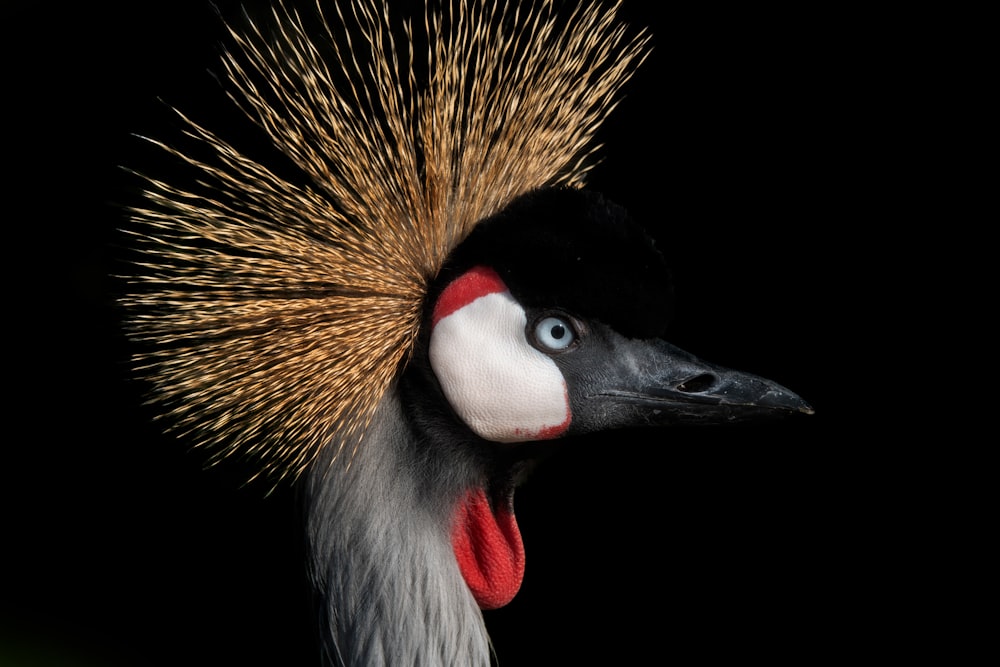 black and yellow long beak bird