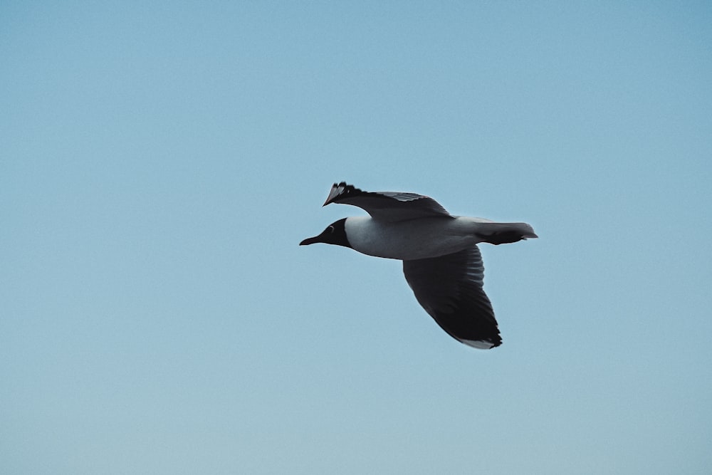 white and black bird flying under blue sky during daytime