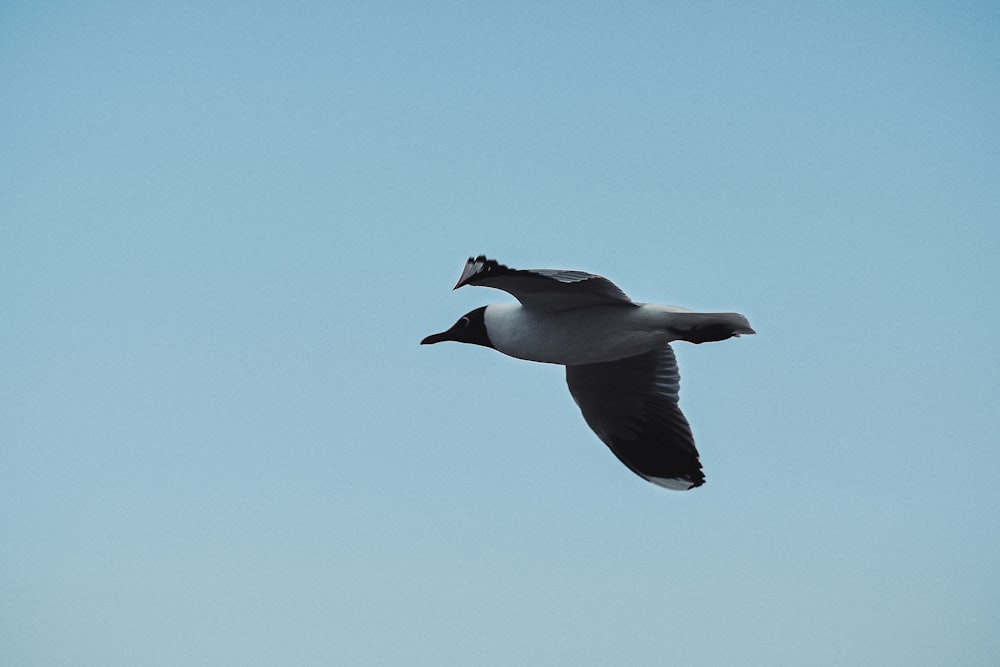 uccello bianco e nero che vola sotto il cielo blu durante il giorno