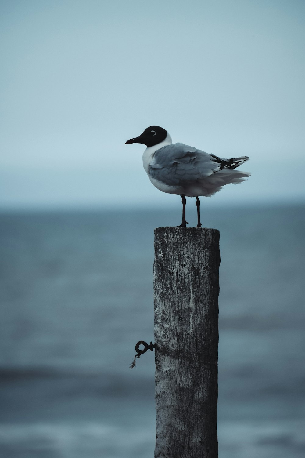 pássaro branco e preto no poste de madeira marrom